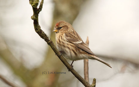 Alpenbirkenzeisig (Carduelis flammea cabaret). Adultes Weibchen [März]