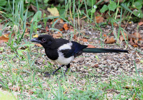 Elster (Pica pica) Ein noch unselbständiger Jungvogel [Juli]