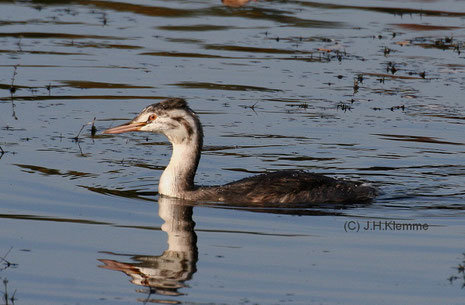 Haubentaucher (Podiceps cristatus) Halberwachsener Vogel. Laacher See, RLP [Oktober]