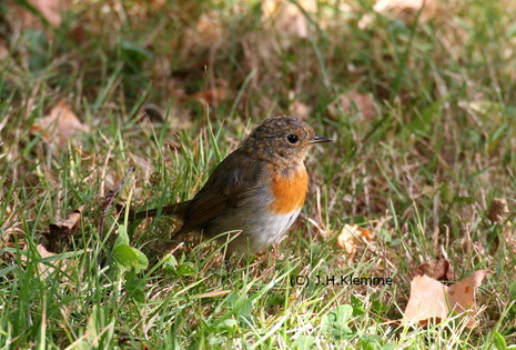 Rotkehlchen (Erithacus rubecula). Selbständiger Jungvogel im Stadium der Jugendmauser [Ende August]