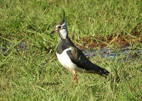 Kiebitz (Vanellus vanellus) Weibchen auf einer Feuchtwiese in der Nähe des Dümmer Sees (NS) [Mai]