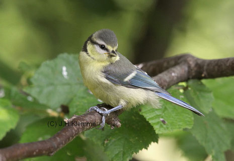 Blaumeise (Cyanistes caeruleus). Unselbständiger Jungvogel [Juni] (noch vor Jugendmauser)