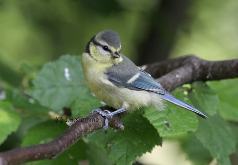 Blaumeise (Cyanistes caeruleus). Noch unselbständiger Jungvogel [Juni]