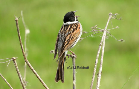 Rohrammer (Emberiza schoeniclus) Singendes Männchen, Nähe Dümmer See, Niedersachsen [Mai]