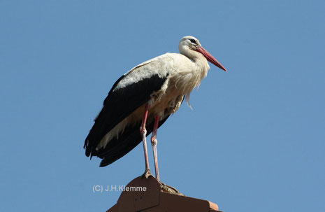 Weißstorch (Ciconia ciconia) Adulter Vogel auf Hausdach in Seeburg am Seeburger See (Kreis Göttingen) [Juli]