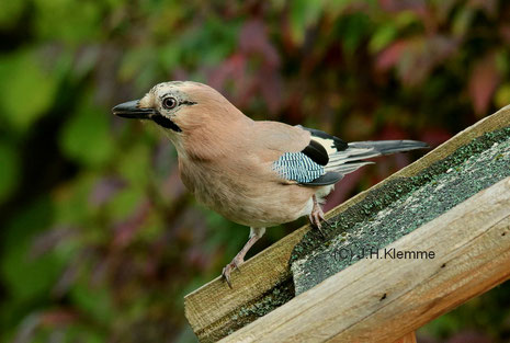 Eichelhäher (Garrulus glandarius). Wahrscheinlich ein erwachsener Vogel an einer Futterstelle [Oktober]