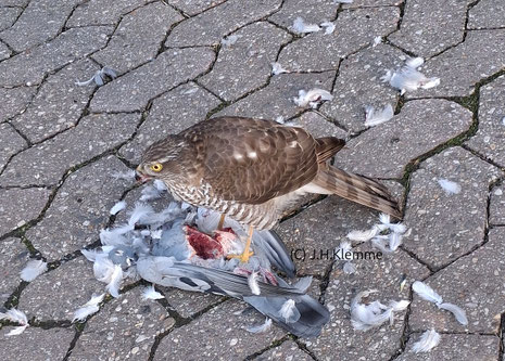 Sperber (Accipiter nisus) Weibchen bei der Rupfung einer Stadttaube [Januar]