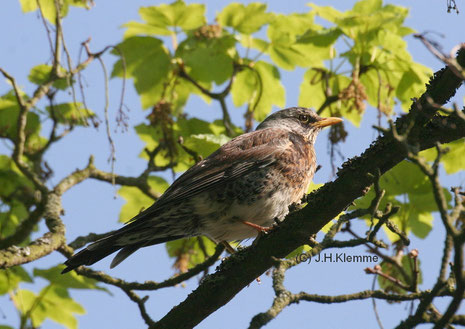 Wacholderdrossel (Turdus pilaris) Adulter Vogel [Mai]