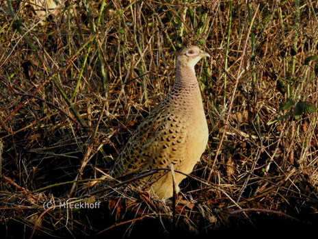 Jagdfasan (Phasianus colchicus) Adultes Weibchen. Rehdener Geestmoor, NS [Januar]