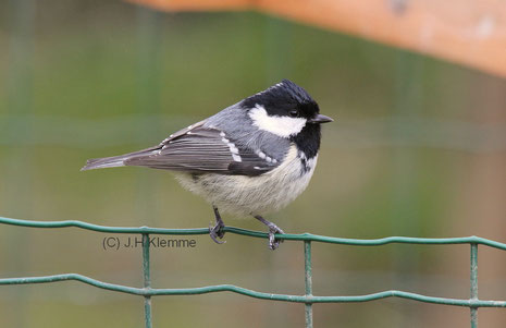 Tannenmeise (Periparus [Parus] ater) Adulter Vogel [März]