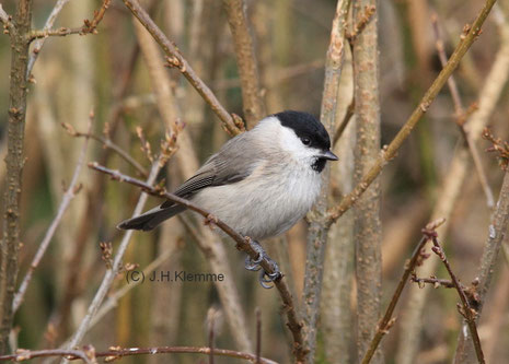  Sumpfmeise (Poecile palustris). Etwa so groß wie die Blaumeise, aber weniger häufig. Im Bild ein adulter Vogel [Februar]