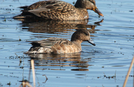 Bildmitte: Pfeifente (Anas penelope). Weibchen. Rodder Maar, RLP [Februar]. Im Hintergrund ein Stockenten-Weibchen (Anas platyrhynchos)