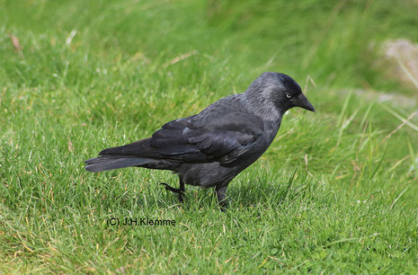 Dohle (Coloeus monedula) Adulter Vogel auf Wiesenfläche in der Nähe von Zoutelande, NL [September] 