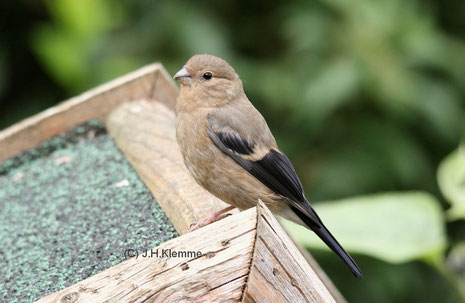 Gimpel (Pyrrhula pyrrhula). Noch nicht ganz selbständiger Jungvogel [August]