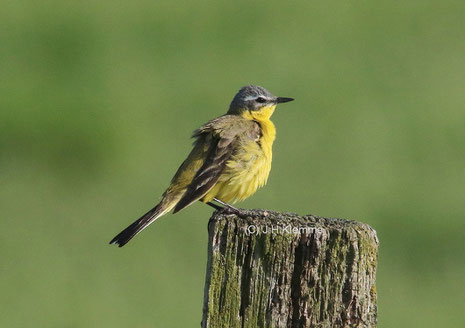 Schafstelze (Motacilla flava) Subspec. flava ("Wiesenschafstelze") Männchen [Juni]