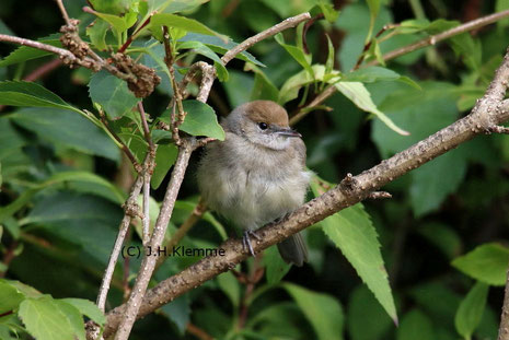 Monchsgrasmucke Jhklemmes Webseite