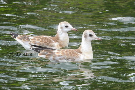 Lachmöwe (Chroicocephalus ridibundus). Weitgehend selbständige Jungvögel. Spirdingsee, Masuren [Juni]