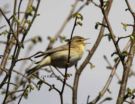 Fitis (Phylloscopus trochilus). Singendes Männchen [April]