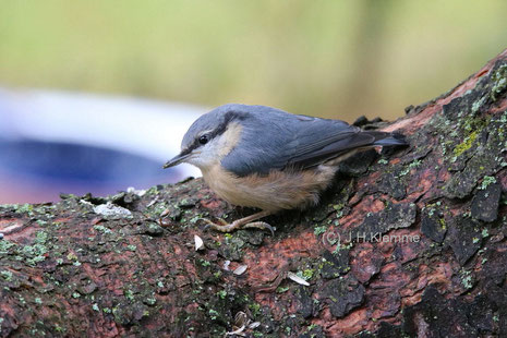 Kleiber (Sitta europaea) Noch unselbständiger Jungvogel [Juni]