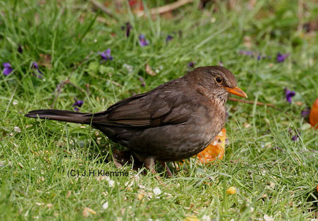 Amsel Jhklemmes Webseite