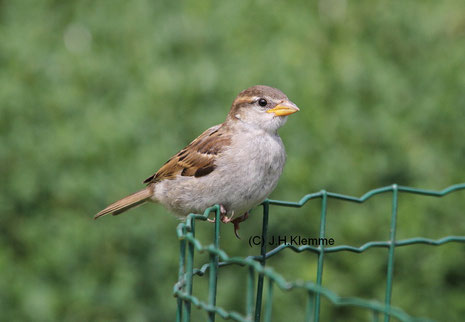 Haussperling (Passer domesticus) Jungvogel, noch nicht selbständig [Juli]