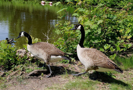 Kanadagans (Branta canadensis) Adultes Paar am Weiher im städtischen Park von Rheinbach, NRW [Mai]