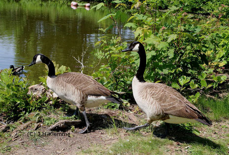 Kanadagans (Branta canadensis). Adultes Paar am Weiher im städtischen Park von Rheinbach, NRW [Mai]