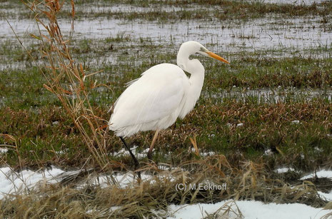 Silberreiher (Casmerodius albus) Adulter Vogel auf einer Feuchtwiese in der Nähe vom Dümmer See (NS) [Februar]