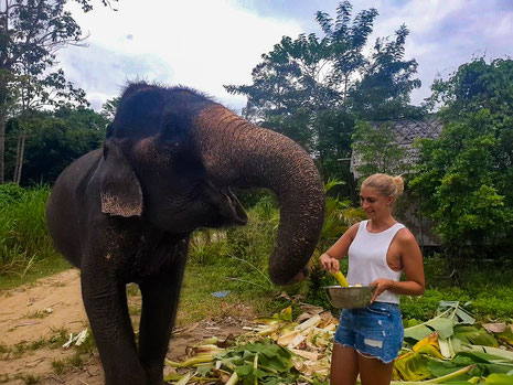 Travel around the clock bei I Love Elephant Samui
