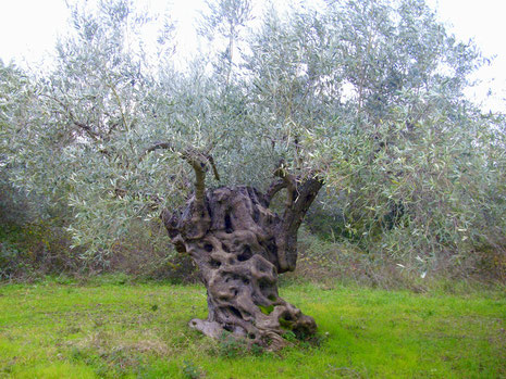 Alter Olivenbaum auf Wiese-Knorriger Olivenbaum_Giordanos Olivenholz