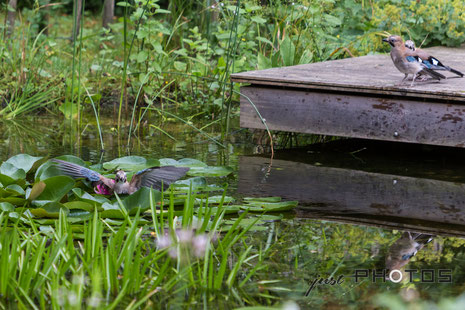 Eichelhäher badet im tiefen Wasser zwischen Seerosenblättern