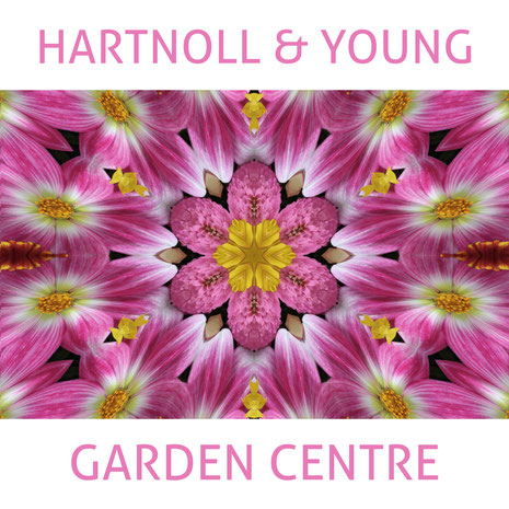 Hartnoll & Young