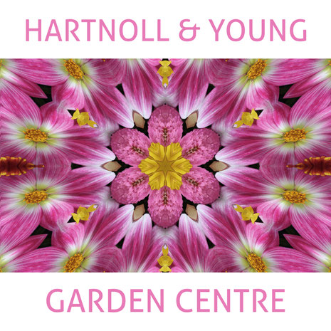 Hartnoll & Young