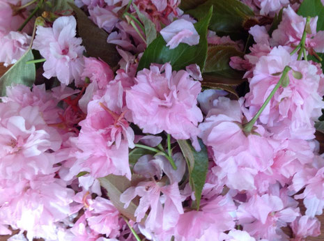 八重桜、塩漬け、桜茶として有名
