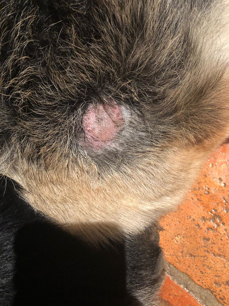 Hot Spot Beim Hund Vetnewss Webseite
