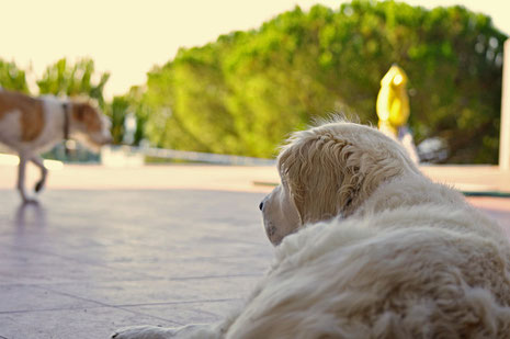 Lola und Apple auf der Terrasse