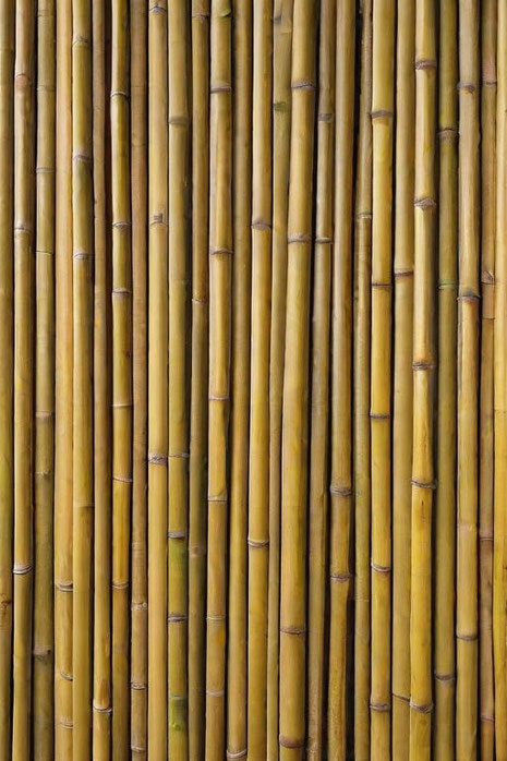 Bambus ist kein Holz, aber ganz nah dran – oft sogar besser. Er wächst blitzschnell nach, sieht edel aus und bietet viele ökologische Vorteile.