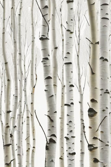 Birkenholz überzeugt mit heller Optik, Vielseitigkeit und einer nachhaltigen Herkunft. Es eignet sich besonders für Möbel und Innenausstattung und bietet zahlreiche Einsatzmöglichkeiten vom klassischen Handwerk bis zur modernen Designwelt.