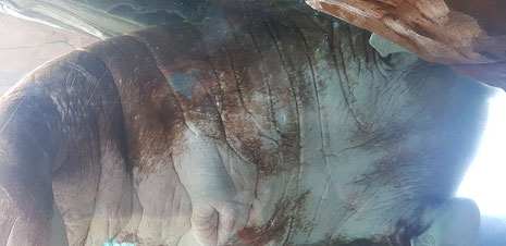 Ein Escort - Date im Eismeer bei Hagenbeck