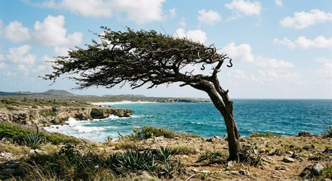 Divi - Divi - Baum - Curacao