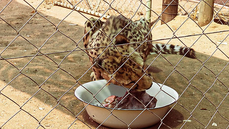 Guépard derrière un grillage, Namibie
