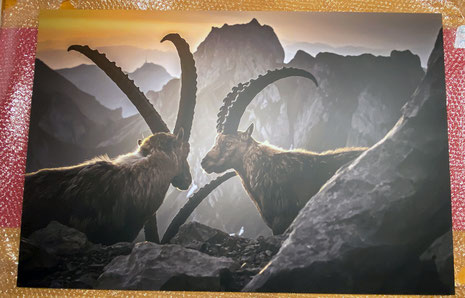 Kundenzufriedenheit, Fine Art, Alu Dibond, Dibond, Marcel Schiegg, Steinböcke, Haas die Werbemanufaktur, Haas Swiss, Alpstein, Print, Referenz, Druck, Printart