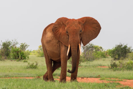 Elefant frei und mächtig
