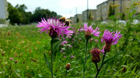 Wildblumenwiese in der Stadt Bienenretter