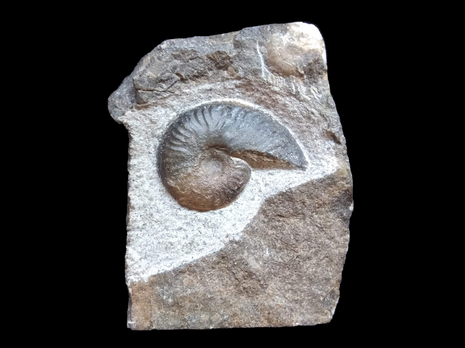 Pseudolioceras lithense