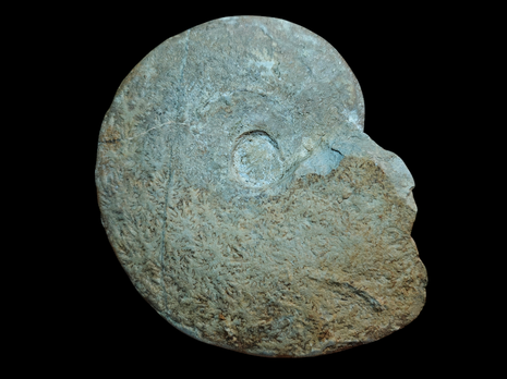 Beudanticeras beudanti