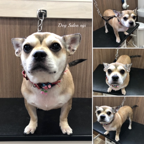 チワワ フレブルｍｉｘの ばんず君 Dogsalonniji ドッグサロンニジ 宮城県柴田郡柴田町 トリミング