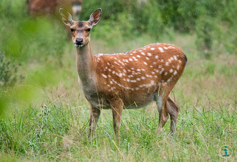 Zoofotografie, Zoo Fotos, Zoo Fotografie