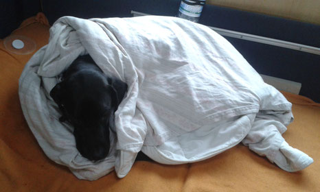 Elekroheizung_Wohnmobil_Hund_Schottland_Die Roadies