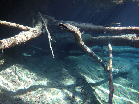 In den heißen Quellen Australien entstand dieses Unter-Wasser-Foto. Es zeigt einen sonnendurchfluteten Seegrund, auf dem sich ein Ast in Richtung Wasseroberfläche reckt. Dieser Ast sieht aus, wie ein Fabelwesen, ähnlich einer freundlichen Schlange 